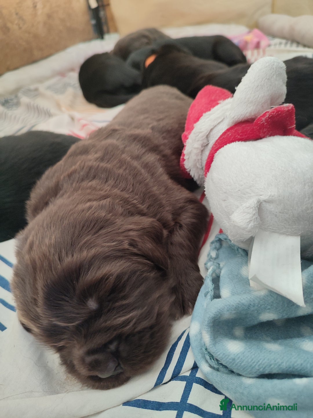 Terranova cani in vendita: Cuccioli di Terranova neri e brown - Annuncio 3