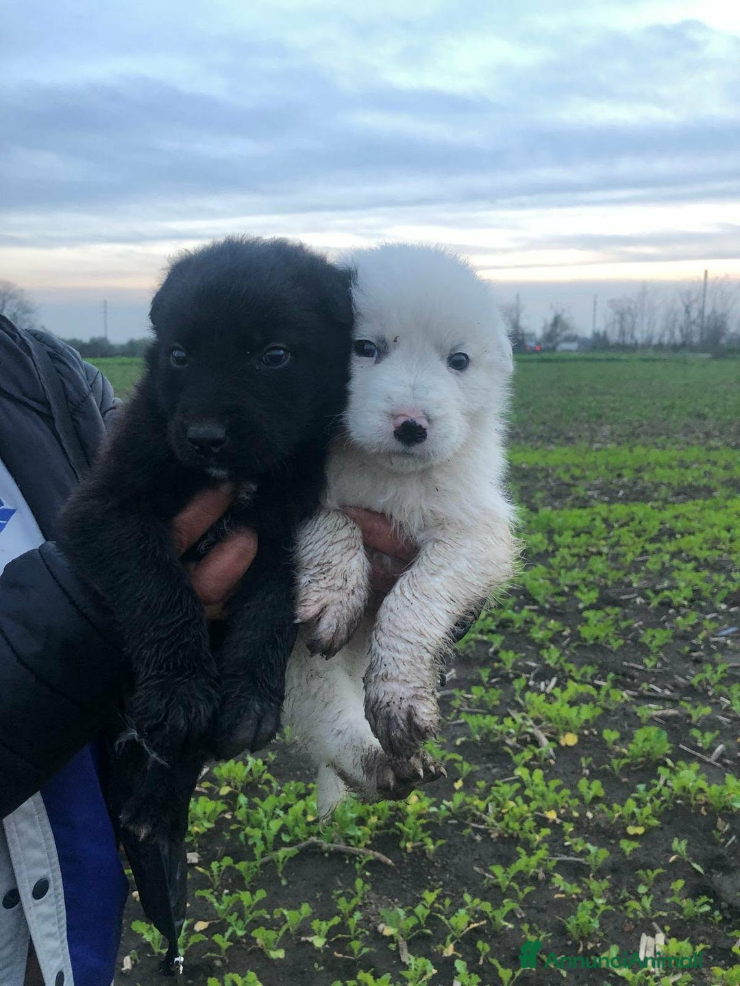 Meticcio cani in regalo: YIN & YANG, orsacchiotti di 2 mesi! tg GRANDE. - Annuncio 1