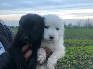 Meticcio cani YIN & YANG, orsacchiotti di 2 mesi! tg GRANDE. - Annuncio 32