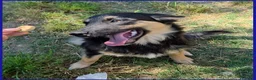 Meticcio cani in regalo: SEMOLINO CUCCIOLOTTO 6 MESI MIX BORDER - Annuncio 7