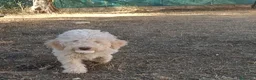 Lagotto cani in vendita: Cuccioli di Lagotto con Pedigree. Eros e Ares. - Annuncio 4