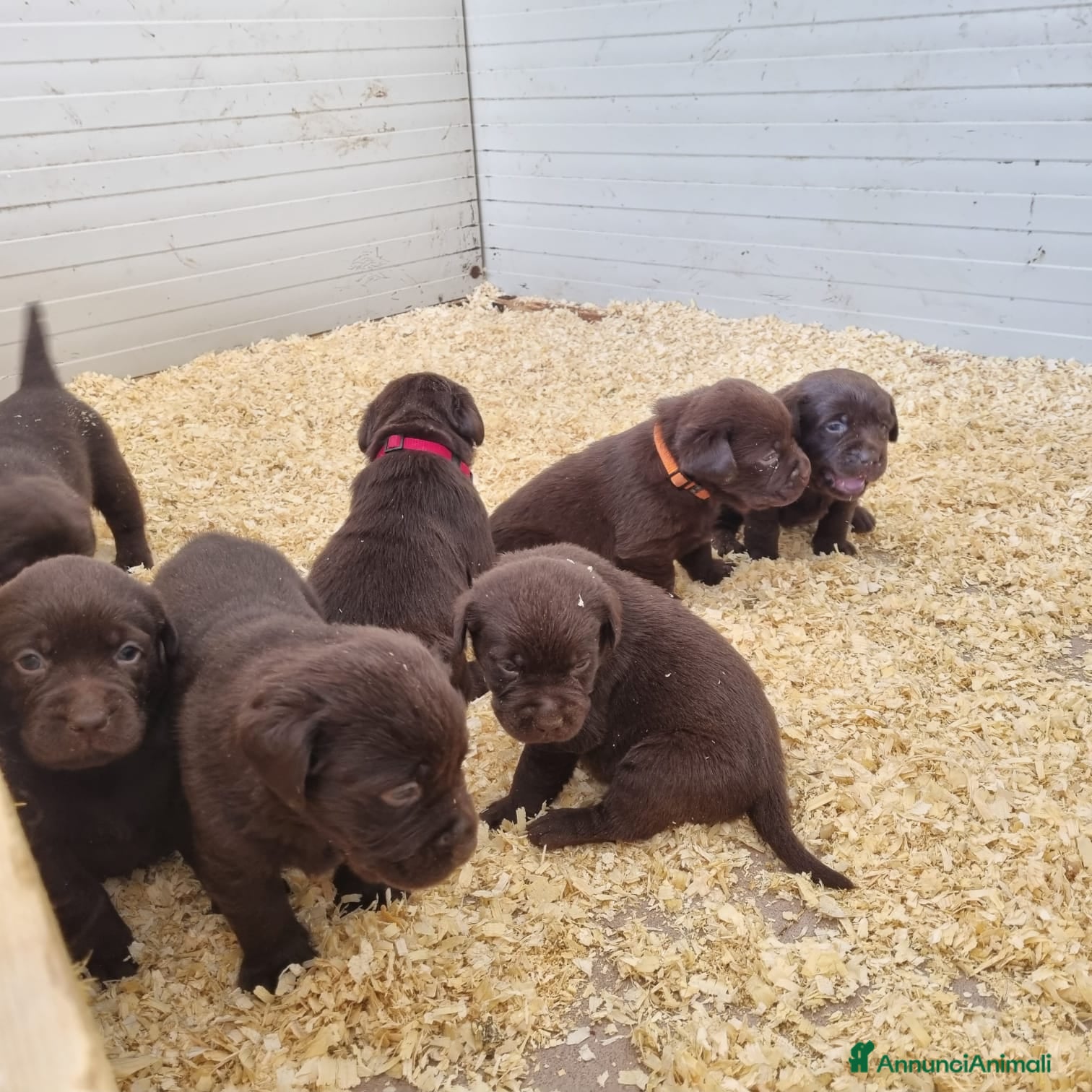 Labrador cani Labrador  - Annuncio 21