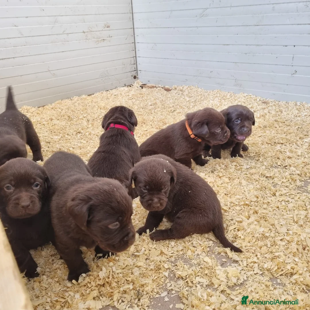Labrador cani in vendita: Labrador  - Annuncio 1