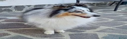 Shetland Sheepdog cani in regalo: pastore scozzese Shetland  - Annuncio 3