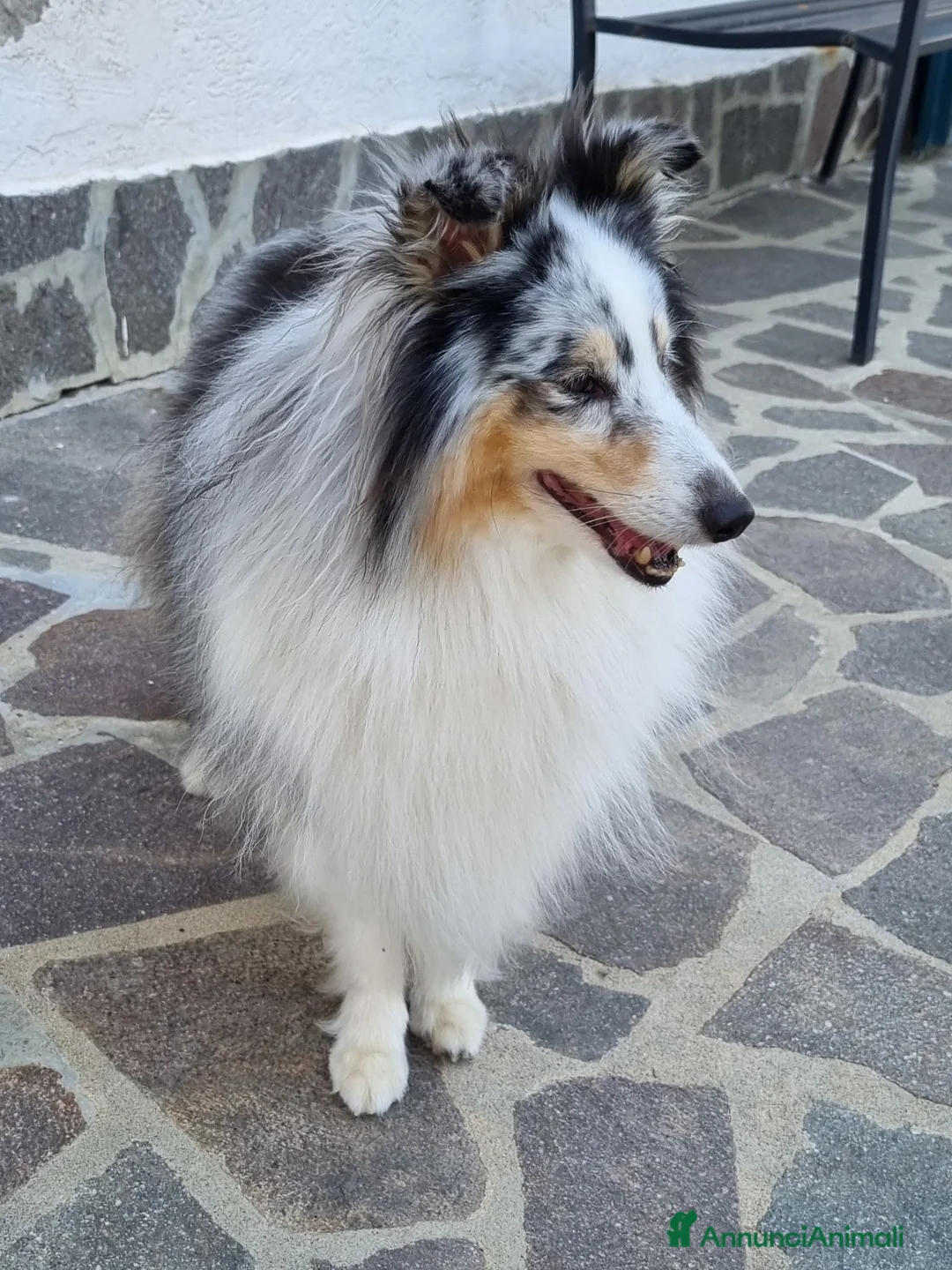 Shetland Sheepdog cani in regalo: pastore scozzese Shetland  - Annuncio 3