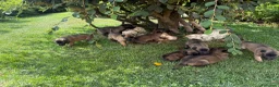 Beagle cani in vendita: Pastore belga Malinois  - Annuncio 11