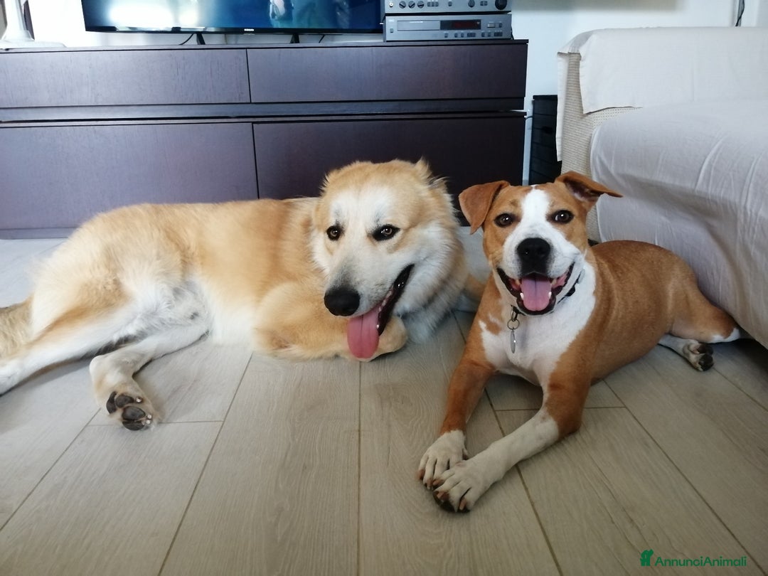 American Staffordshire cani in regalo: Cane in adozione - Annuncio 2