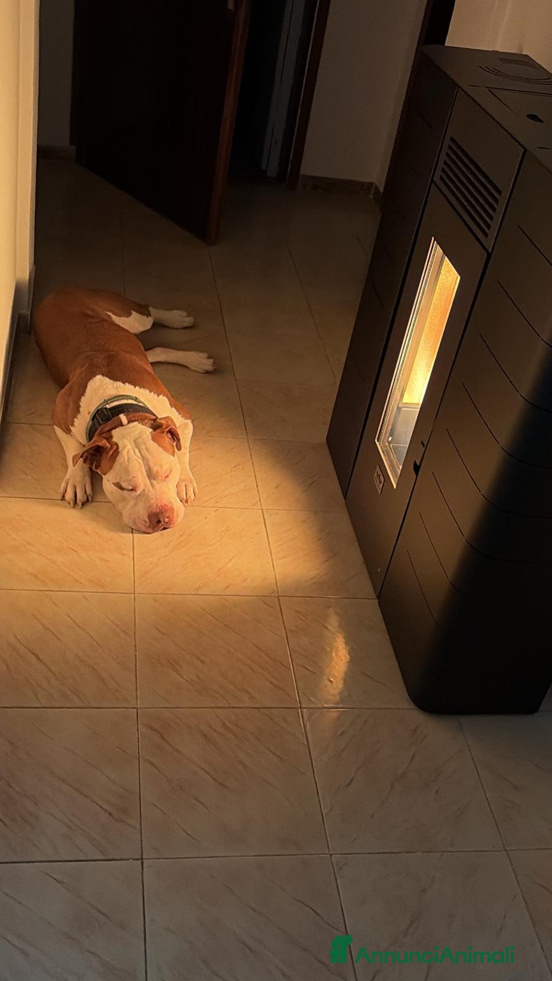 Pitbull cani per accoppiamento: Pitbull americano per coppiare. - Annuncio 3