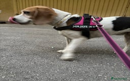 Beagle cani in regalo: Ariel - Beagle a Provincia di Caserta - Immagine 5
