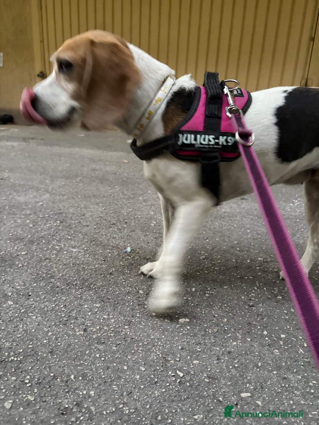 Beagle cani in regalo: Ariel - Beagle a Provincia di Caserta - Immagine 5