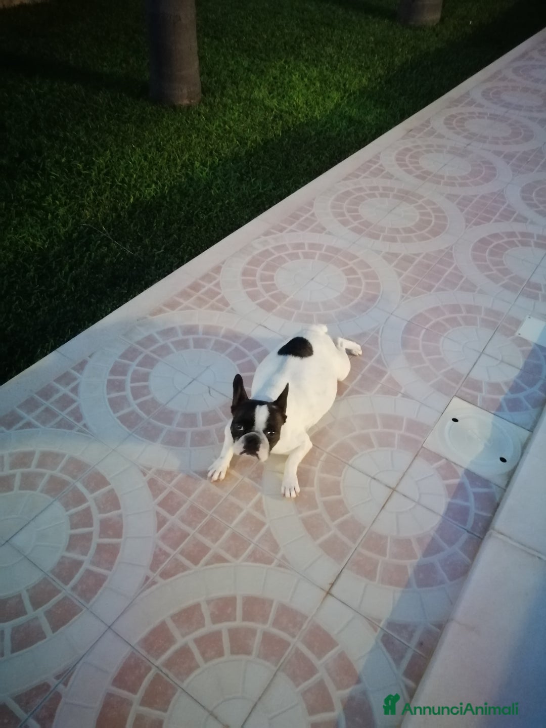 Bulldog Francese cani in vendita: Bulletta - Annuncio 5