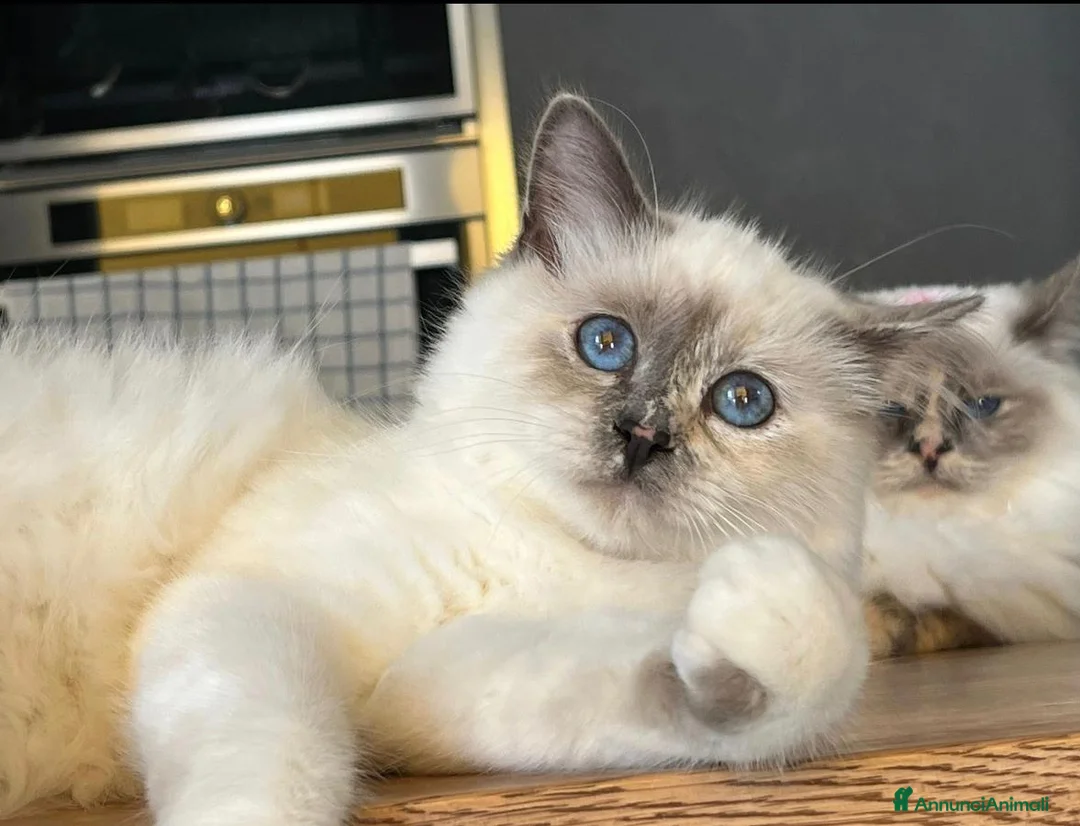 Sacro di Birmania gatti in vendita: Cuccioli di gatto Sacro di Birmania a Città Metropolitana di Genova - Annuncio 1