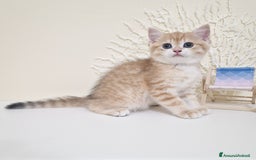 British gatti in vendita: Cuccioli British Shorthair a Villafranca di Verona - Immagine 6