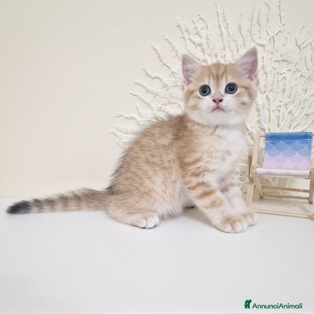 British gatti in vendita: Cuccioli British Shorthair a Villafranca di Verona - Immagine 6