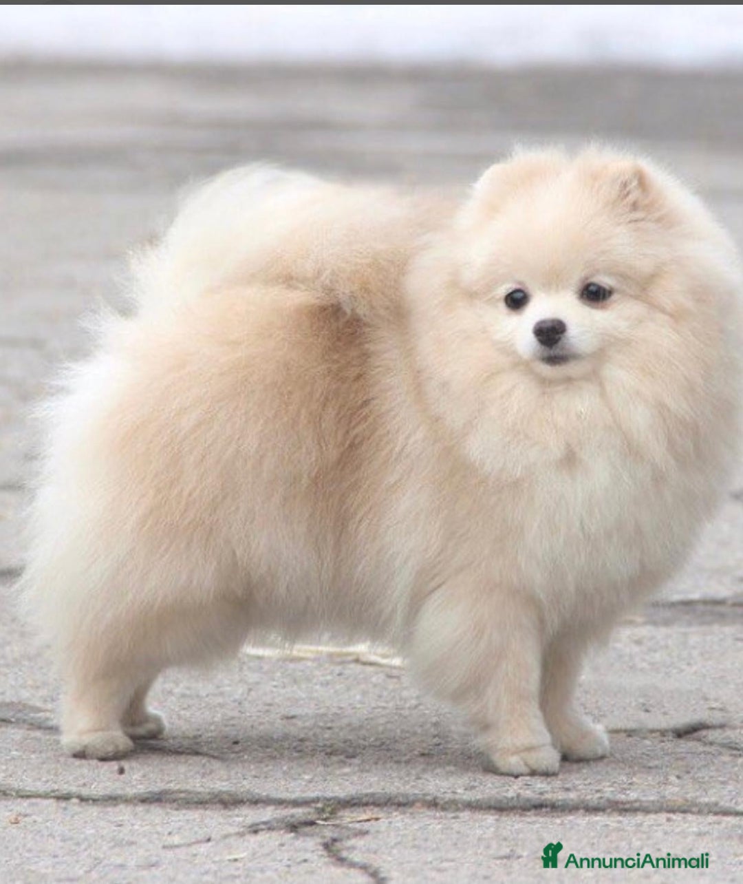 Volpino Pomerania cani in vendita: Pomerania Toy - Annuncio 1