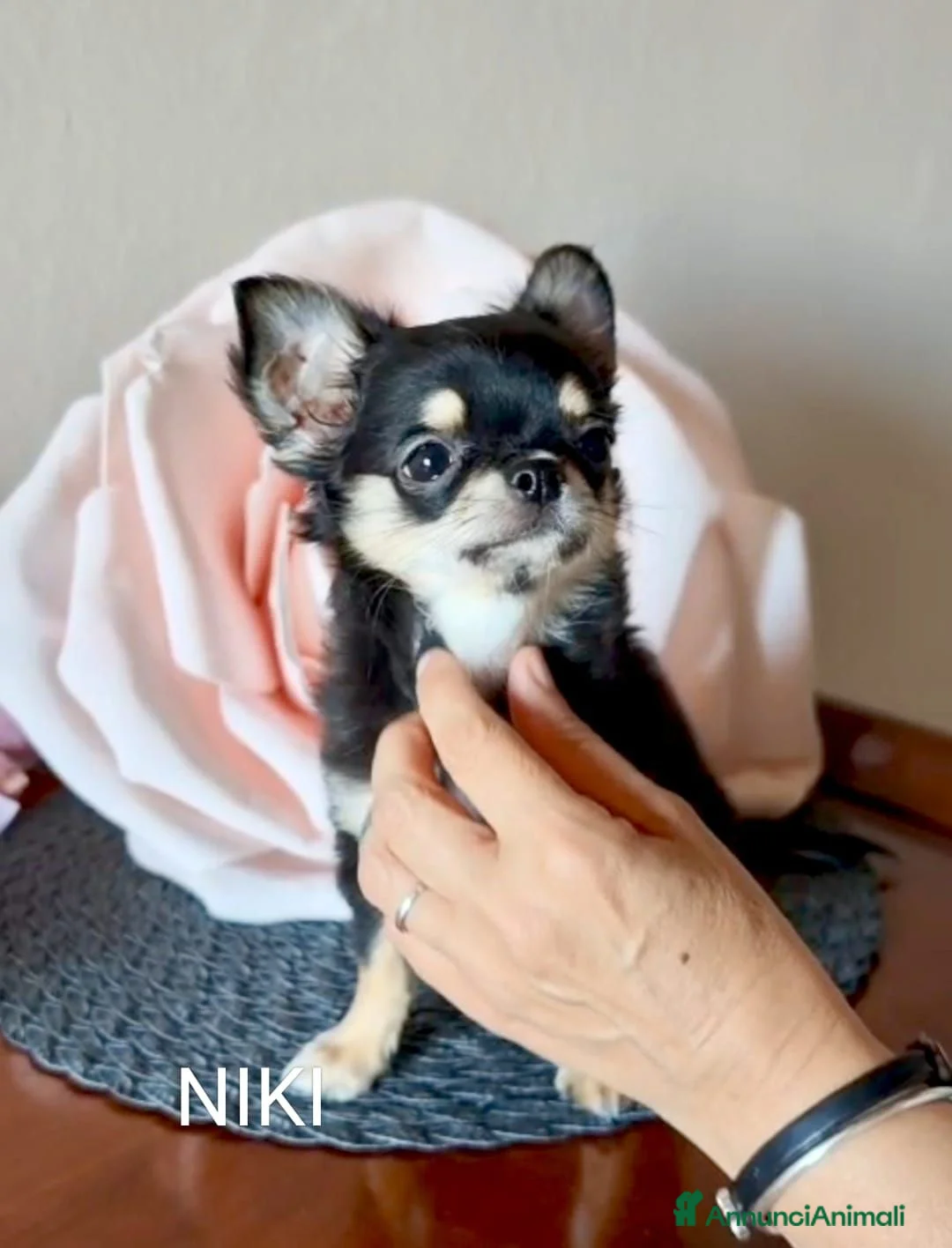 Chihuahua cani in vendita: 2 splendidi cuccioli disponibili subito - Annuncio 5