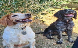 Breton cani in regalo: ETTORE & ACHILLE, fratellini BRETON! a Città Metropolitana di Firenze - Immagine 4