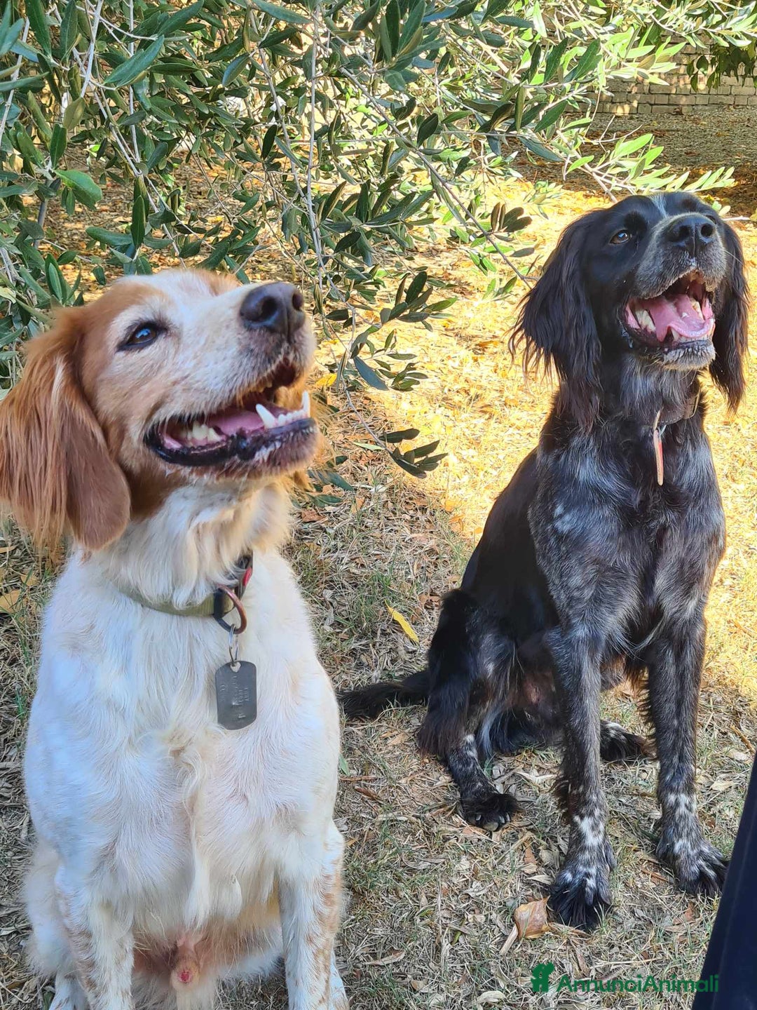 Breton cani in regalo: ETTORE & ACHILLE, fratellini BRETON! a Città Metropolitana di Firenze - Immagine 4