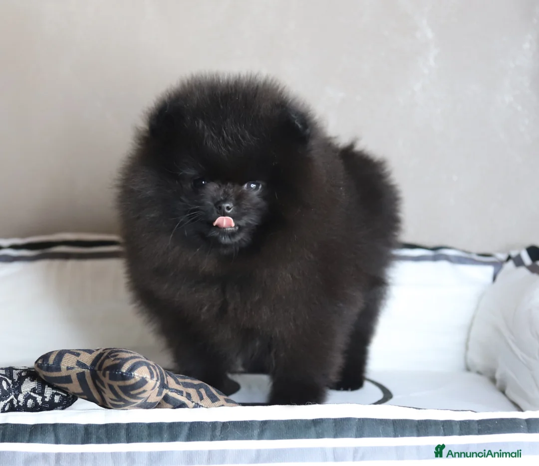 Spitz cani in vendita: Spitz Nano Pomerania di 3 mesi  - Annuncio 1