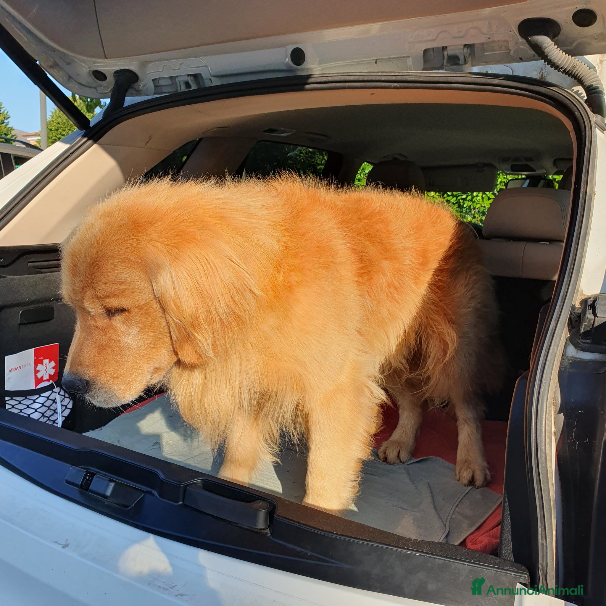 Golden Retriever cani FEMMINE DI GOLDEN RETRIEVER - Annuncio 1