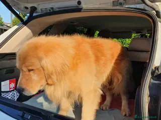 Golden Retriever cani FEMMINE DI GOLDEN RETRIEVER - Annuncio 1