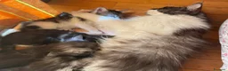 Maine Coon gatti in vendita: Cuccioli Maine Coon XXL con Pedigree ANFI - Annuncio 3