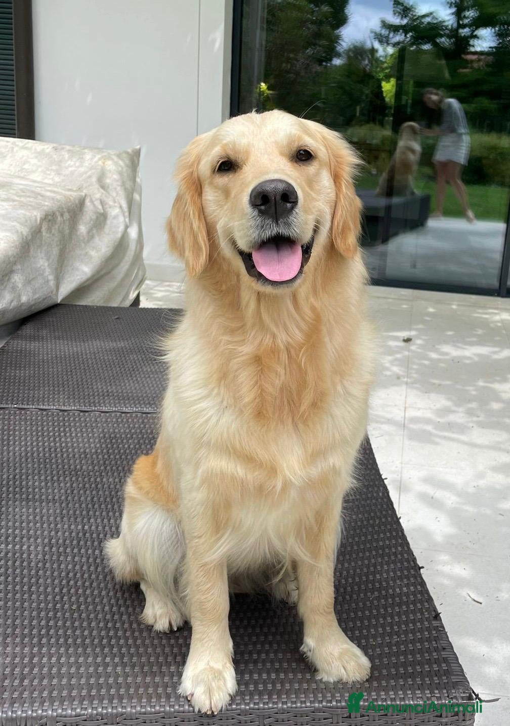 Golden Retriever cani Cuccioli di Golden Retriever disponibili - Annuncio 1