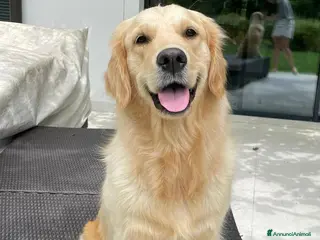 Golden Retriever cani Cuccioli di Golden Retriever disponibili - Annuncio 1