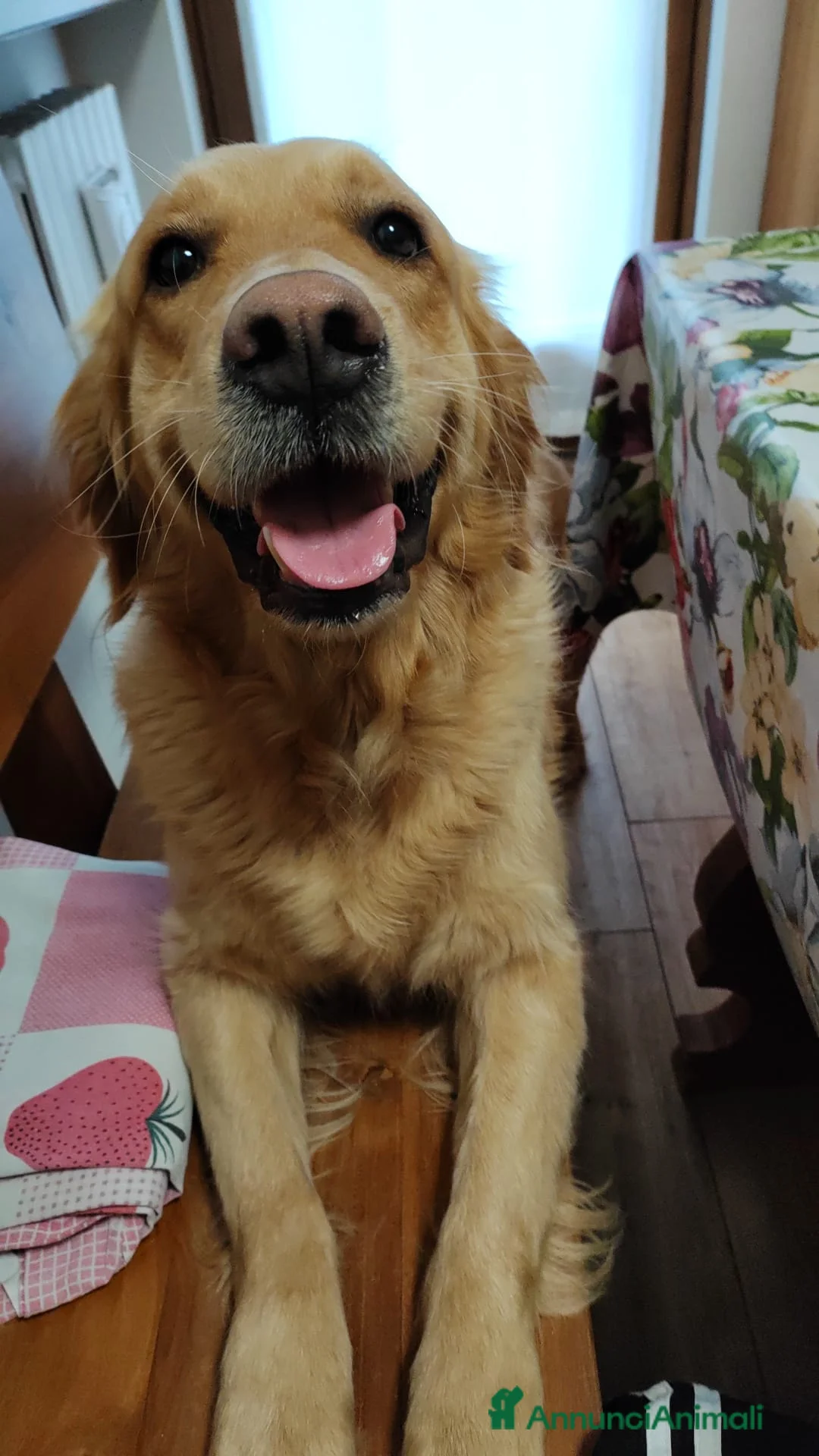 Golden Retriever cani in vendita: Cuccioli di Golden retriever  - Annuncio 2