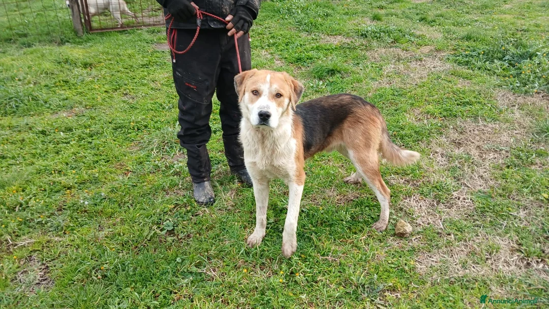 Meticcio cani in regalo: PORTHOS UNO DEI TRE MOSCHETTIERI CERCA CASA - Annuncio 4