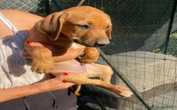 Meticcio cani in regalo: GLI SPLENDIDI AMERICANINI a Provincia di Frosinone - Immagine 4