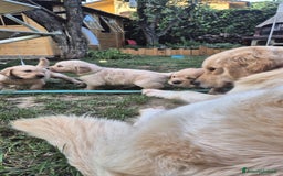 Golden Retriever cani in vendita: Vendesi cuccioli di Golden retriever  a Provincia di Lucca - Immagine 4