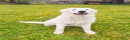 Pastore Maremmano cani in regalo: Sophie cucciolona socievolissima - Annuncio 11