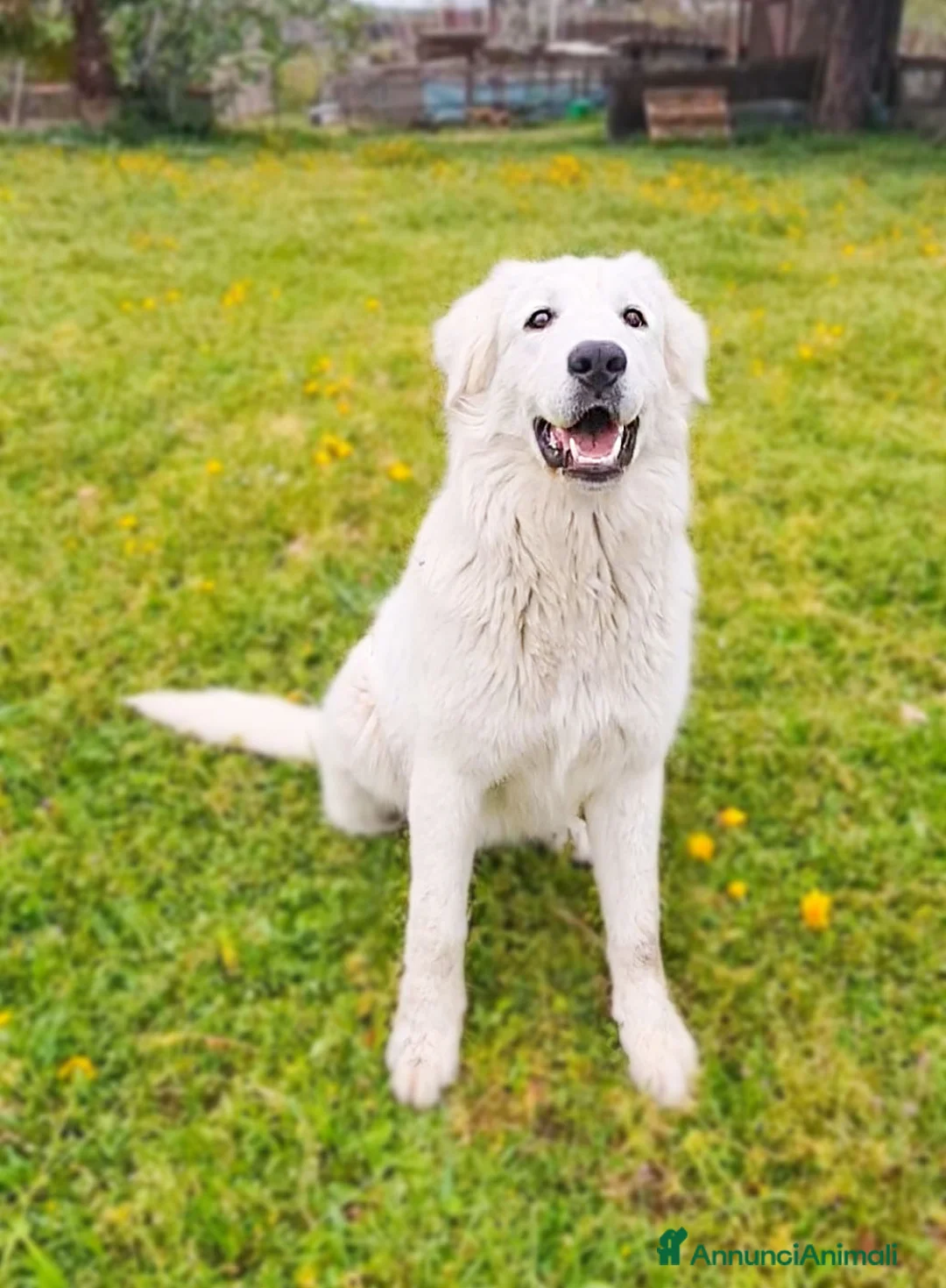 Pastore Maremmano cani in regalo: Sophie cucciolona socievolissima - Annuncio 11