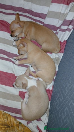 Chihuahua cani a Città metropolitana di Roma Capitale - Annuncio 6