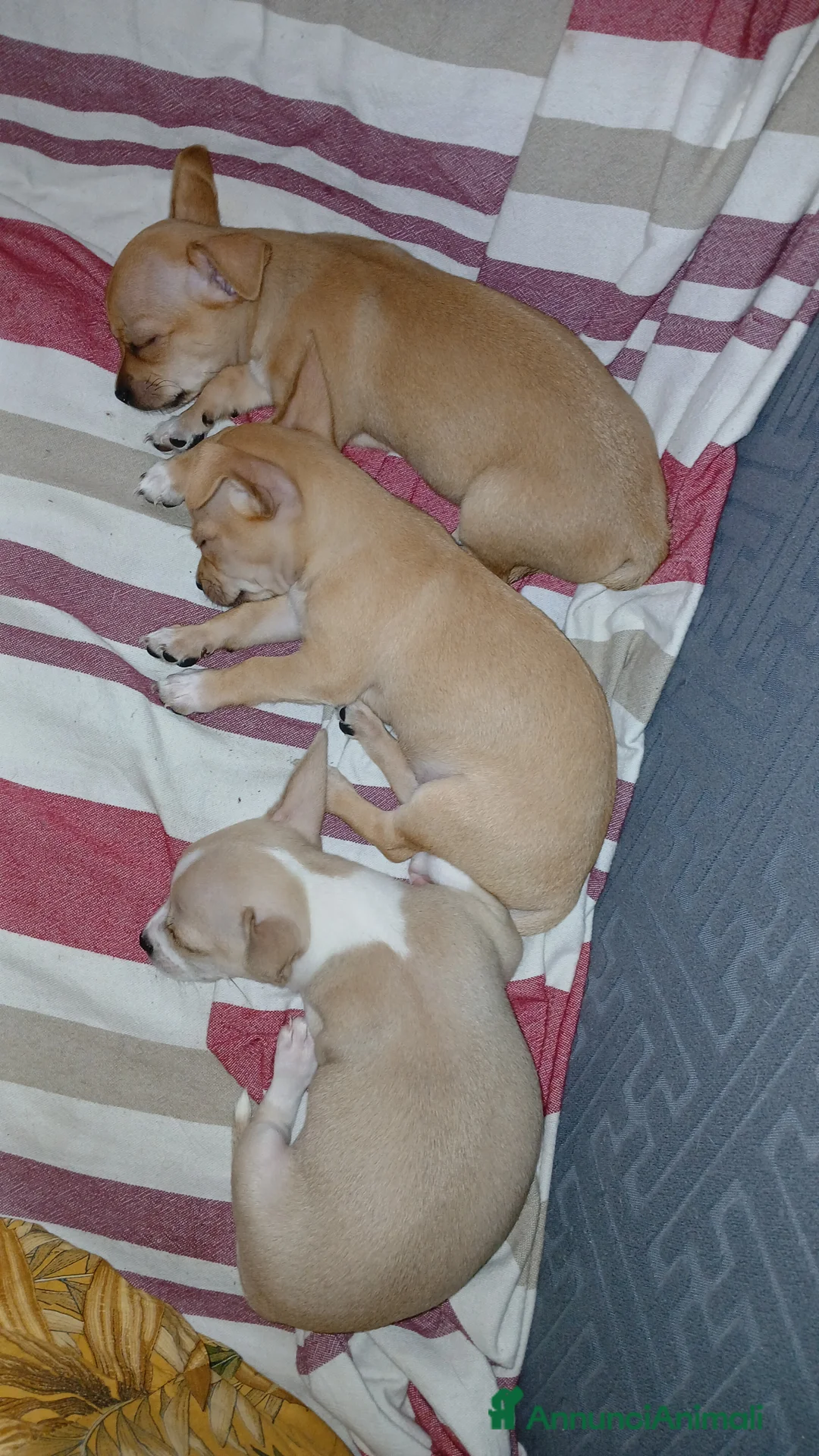 Chihuahua cani in vendita: Chihuahua Cuccioli stupendi a Città metropolitana di Roma Capitale - Annuncio 1