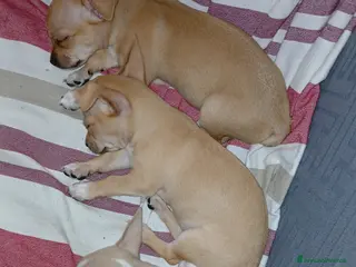 Chihuahua cani Chihuahua Cuccioli stupendi a Città metropolitana di Roma Capitale - Annuncio 15