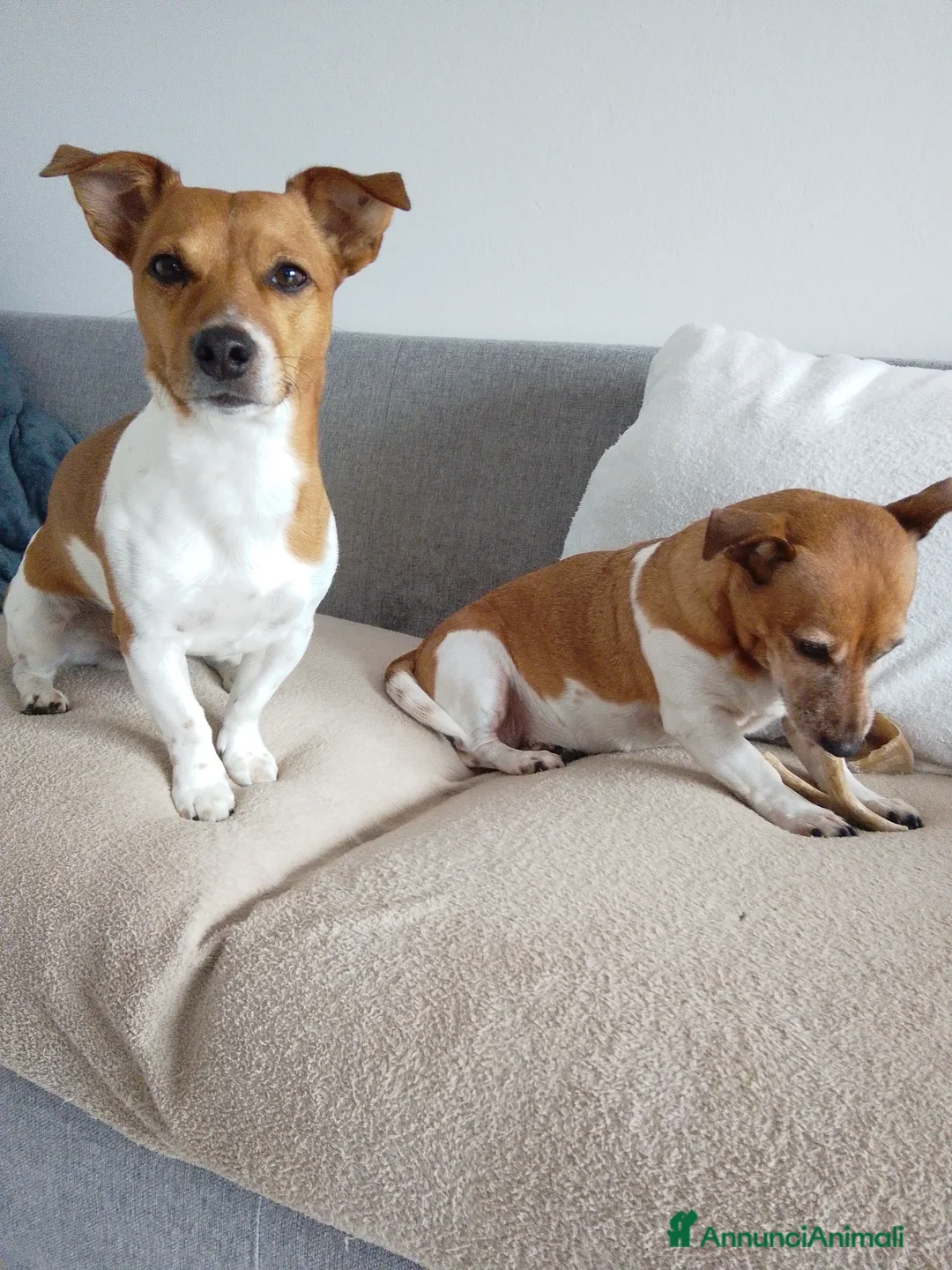 Jack Russell cani per accoppiamento: Jack Russell,maschio,no pedigree, accoppiamento a Provincia di Varese - Annuncio 2