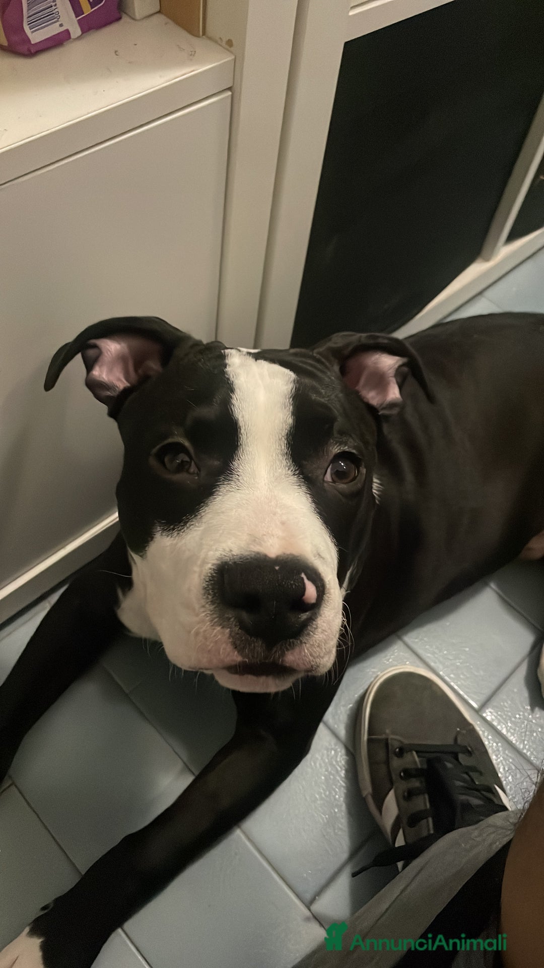 American Staffordshire cani in vendita: Splendido cucciolo Amstaff - Annuncio 5