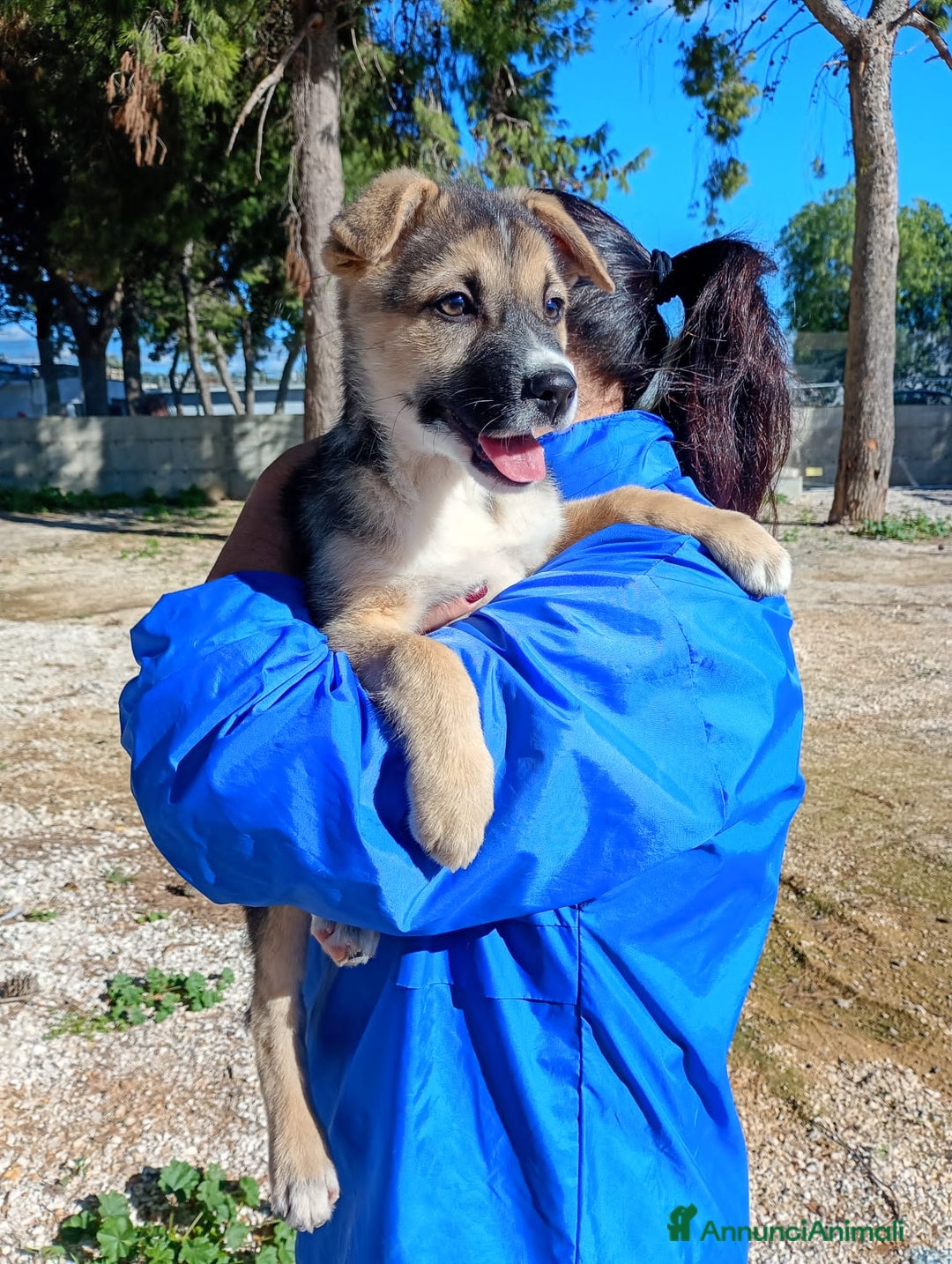 Altre razze cani in regalo: LISA  - Annuncio 4