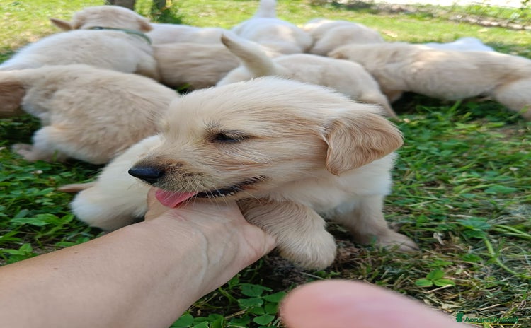 Golden Retriever cani a Provincia di Padova - Annuncio 6