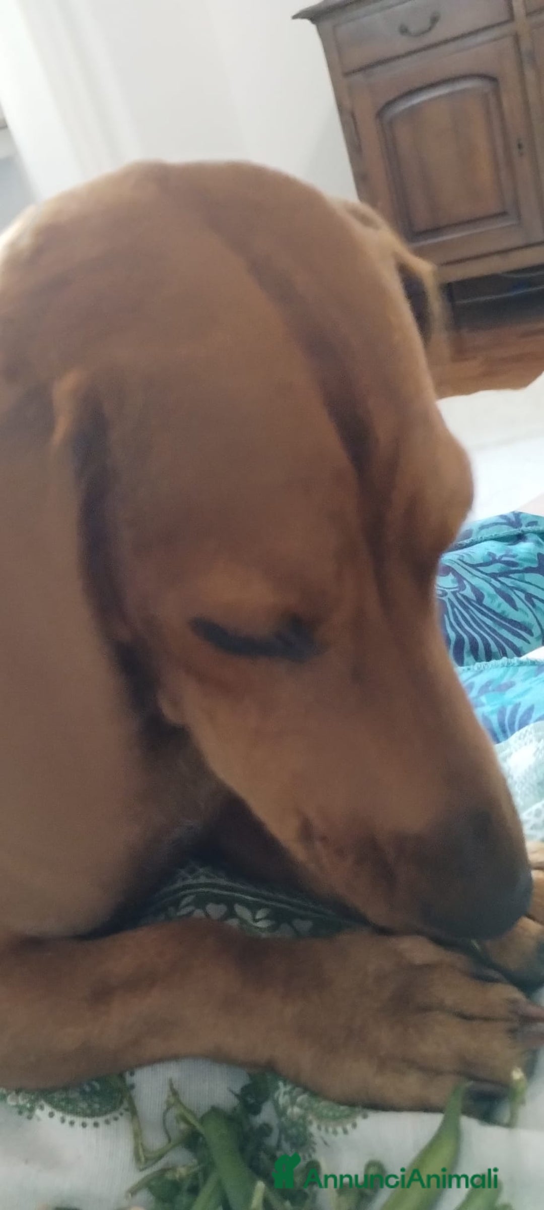 Bassotto cani in vendita: Cedo dietro rimborso bassotto - Annuncio 3