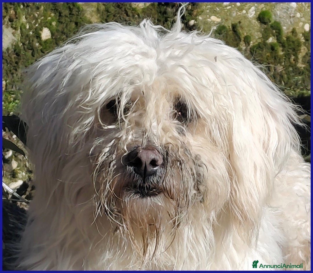 Meticcio cani in regalo: DELORIS VAN CARTIER, UN BATUFFOLO DI PELO  - Annuncio 7