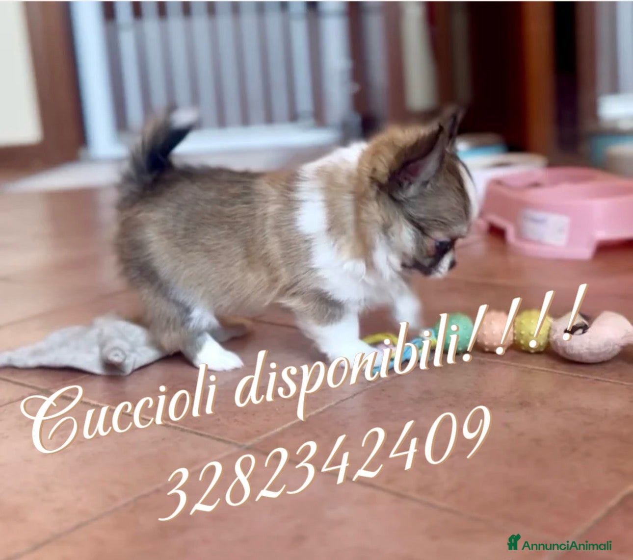 Chihuahua cani in vendita: Cucciolo Chihuahua pelo lungo wolf sable - Annuncio 1