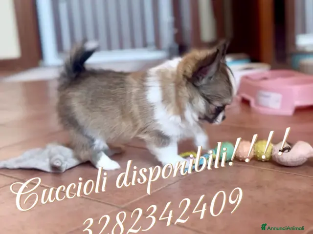 Chihuahua cani in vendita: Cucciolo Chihuahua pelo lungo wolf sable - Annuncio 1