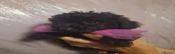 Barboncino Toy cani in vendita: Barboncino toy femmina  - Annuncio 3