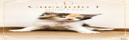 Maine Coon gatti in vendita: MaineCoon - Annuncio 5