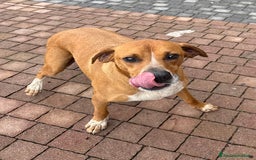 Meticcio cani in regalo: Meticcio incrocio pointer boxer  a Città metropolitana di Catania - Immagine 2