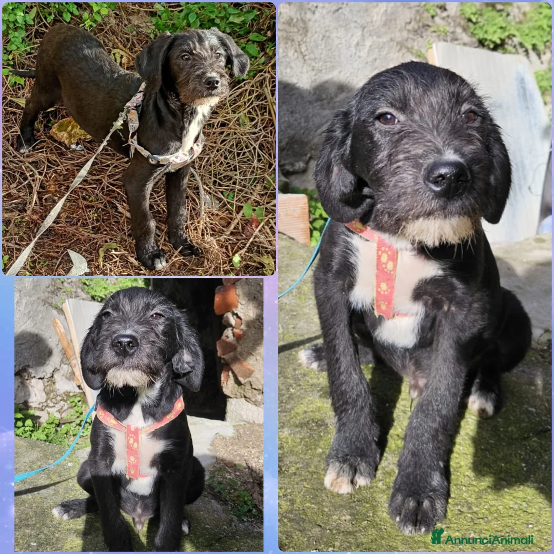 Meticcio cani in regalo: SOLE ASPETTA UNA MAMMA  - Annuncio 5