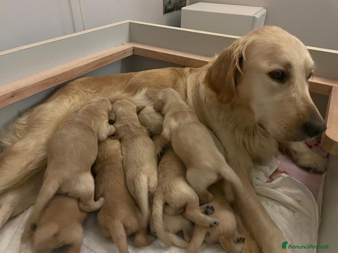 Golden Retriever cani in vendita: 🐾 CUCCIOLI DI GOLDEN RETRIEVER - Annuncio 1